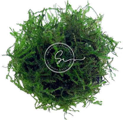 Swimming Creatures™ Live Aquarium Plants (Java Moss (25sq inch Portion))