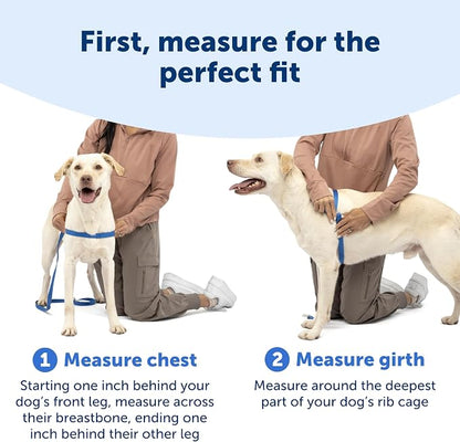 PetSafe Easy Walk Harness for Dogs - Pull-Free Walks - Patented Martingale Loop Design - Front Chest Leash Attachment - Comfort Straps - Breathable Harness Design - Small, Apple Green/Gray | Patented Martingale Loop Gives Gradual Shoulder Pressure to S...