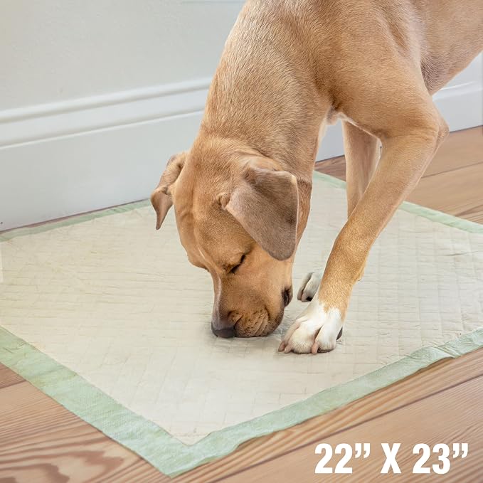Four Paws Wee-Wee Superior Performance Eco Bamboo Dog Pee Pads, 100 Count | Earth friendly, bleach-free, dye-free, dog & puppy potty training pads, leak-proof, 24-hour protection pee pads, 22" x 23"