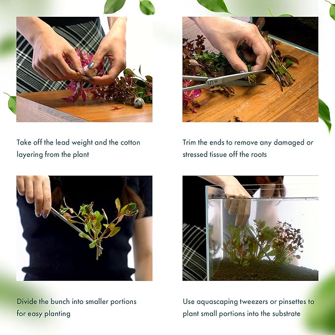 SubstrateSource Live Aquarium Red Stem Plants - Freshwater Aquatic Plant for Fish Tanks, Aquascaping - (Ludwigia Natans Super, 1 Bunch)