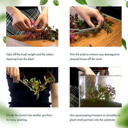 SubstrateSource Live Aquarium Red Stem Plants - Freshwater Aquatic Plant for Fish Tanks, Aquascaping - (Ludwigia Natans Super, 1 Bunch)