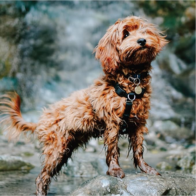 Blue-9 Buckle-Neck Balance Harness, Fully Customizable Fit No-Pull Harness, Ideal for Dog Training and Obedience, Made in The USA, Purple, Medium/Large