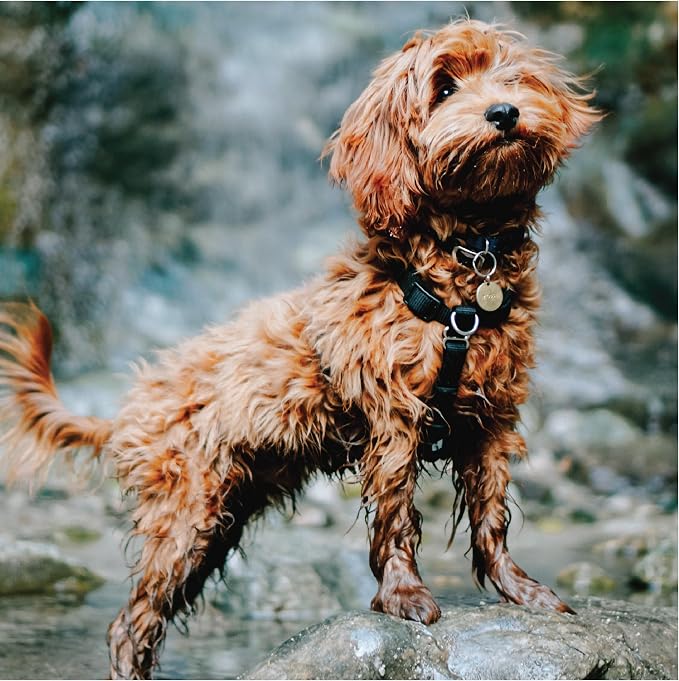 Blue-9 Buckle-Neck Balance Harness, Fully Customizable Fit No-Pull Harness, Ideal for Dog Training and Obedience, Made in The USA, Hunter Green, M/L