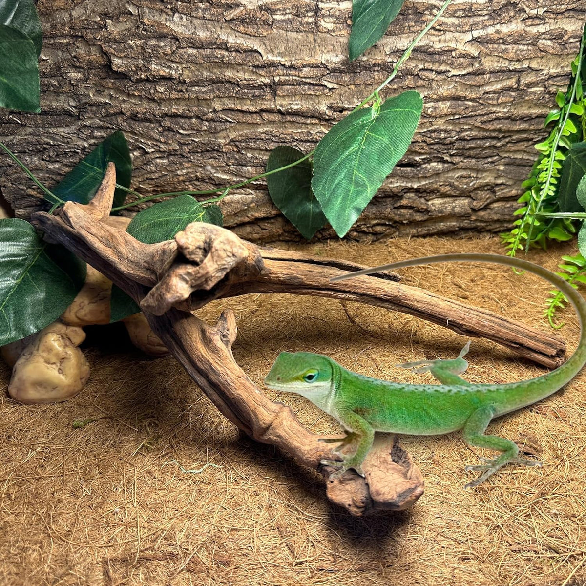 BNOSDM 2PCS Snake Climbing Branches,Reptile Natural Coral Driftwood Branches Decor,Lizard Habitat Decoration Accessories, Terrarium Tree Trunk Ornament for Bearded Dragon Gecko Frog Chameleon Spider