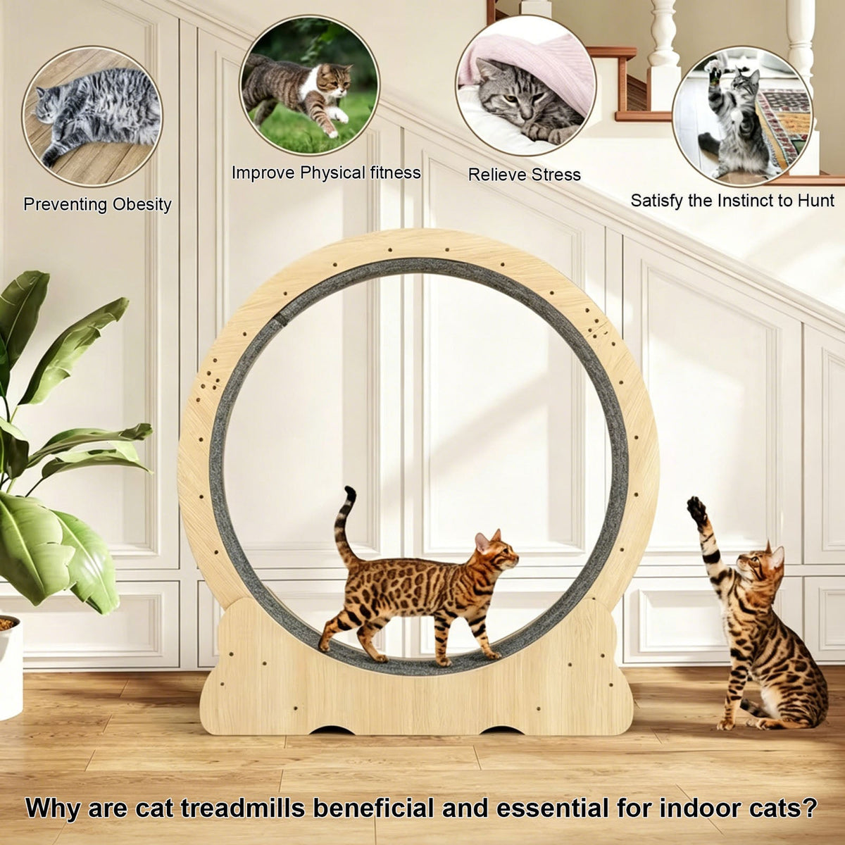 Cat Wheel, Large Cat Treadmill for Indoor Pets, Cats Exercise Running Wheel with Detachable Carpet, Quiet and Sturdy, Suitable for Most Cats Running / Walking / Training
